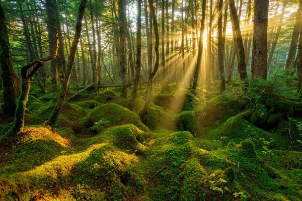 Mattina soleggiata in primavera nella foresta