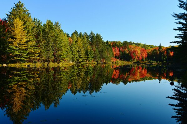 Forest by the lake autumn trees