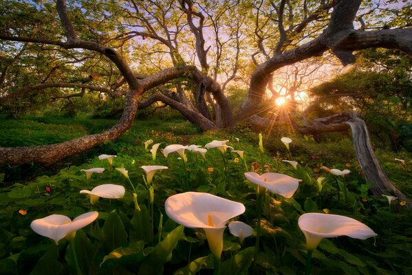 Flower meadow in the rays of the sun