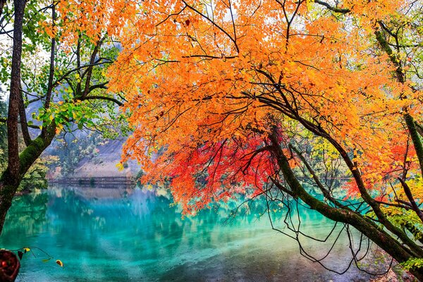 Arbre d automne dans le parc de la Chine