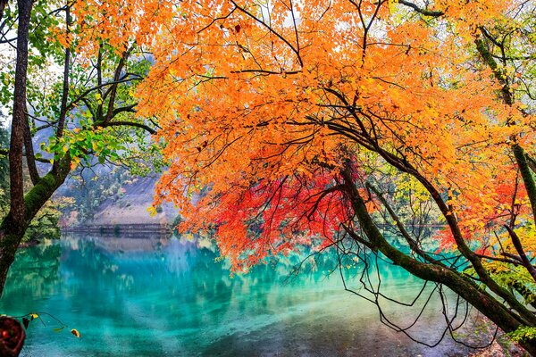 Осеннее дерево в парке Китае