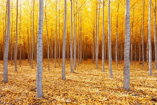 Un esbelto bosque de abedul se hunde en una alfombra dorada y una corona de follaje