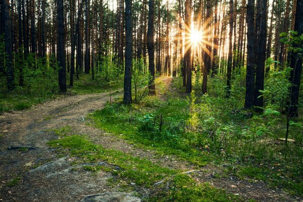 Raggi di sole attraverso gli alberi della foresta