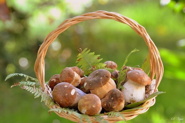 Mushrooms in a basket with a fern