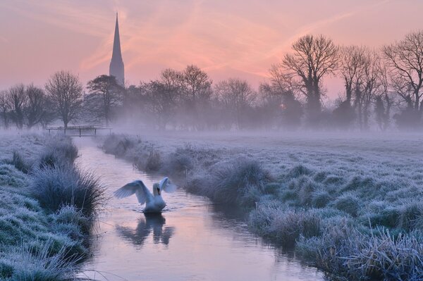 Cigno nel fiume al mattino presto