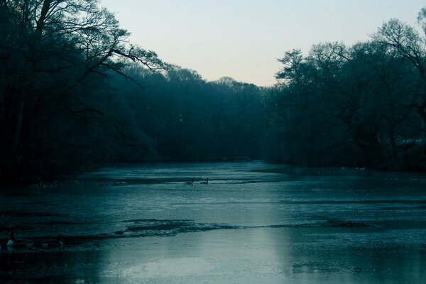 Abendnebel über der Wasseroberfläche unter Bäumen