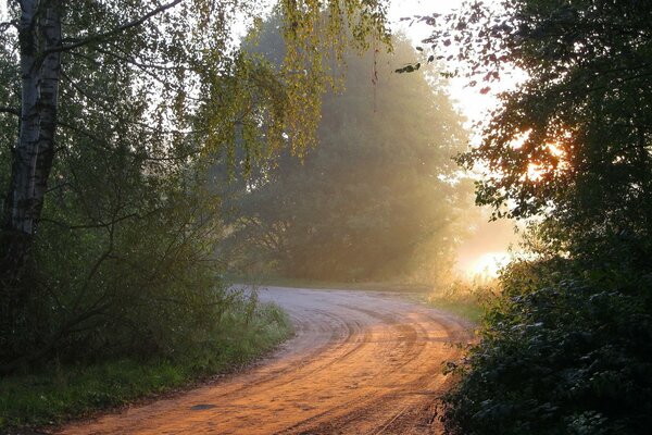 Luz sobre el camino del bosque de la mañana