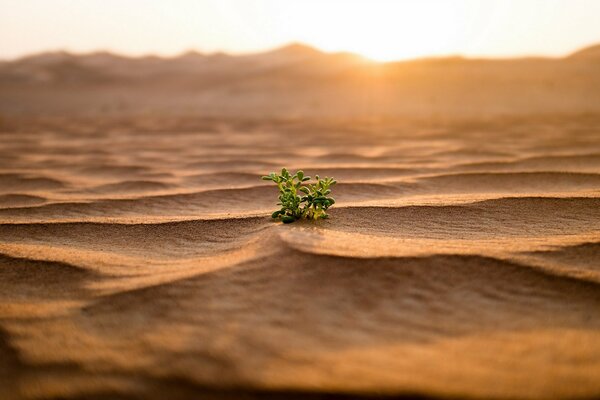 Planta solitaria en la arena, amanecer