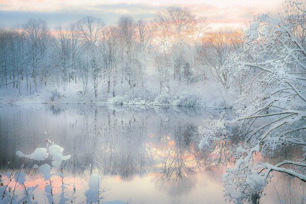 Winter evening in a snowy forest