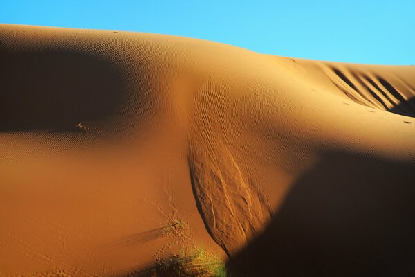 Natur in der Wüste - um einen Sand herum