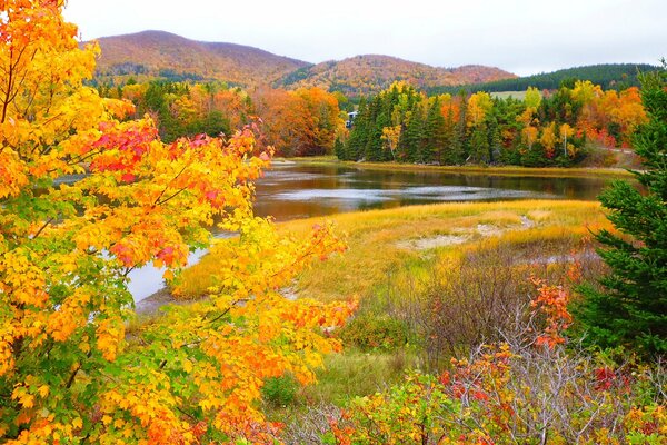 Hermoso paisaje de otoño con árboles amarillos