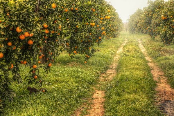 Orangeraie route des arbres