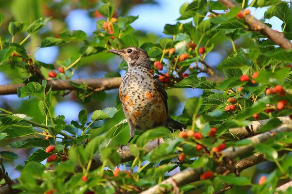 A bird sitting on a tree branch