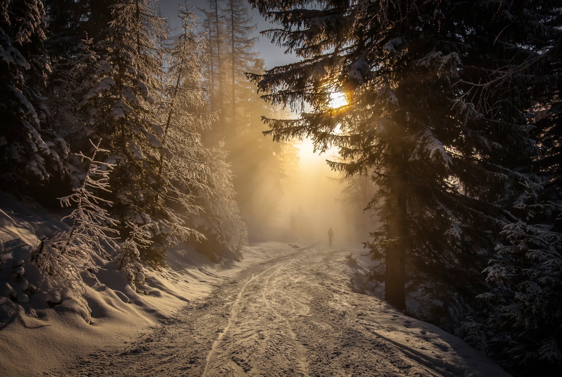 forêt neige route soleil