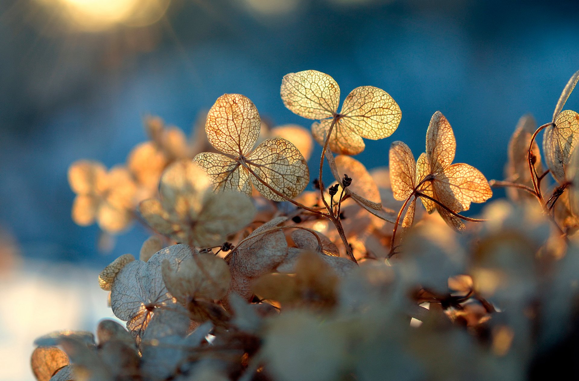 blätter textur transparenz bokeh