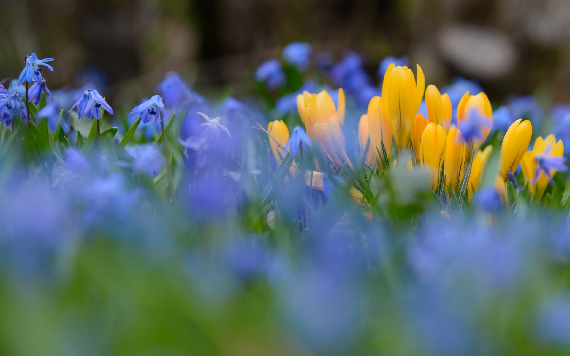 fiori natura primavera