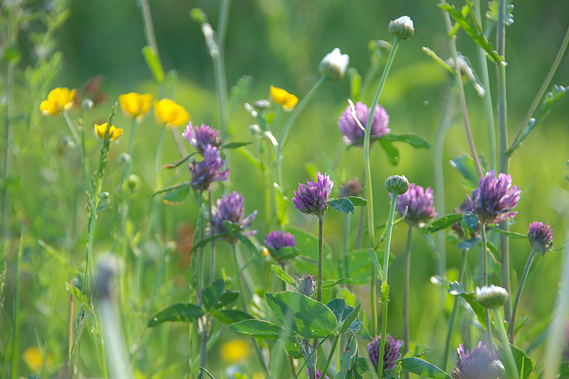 the field clover nature