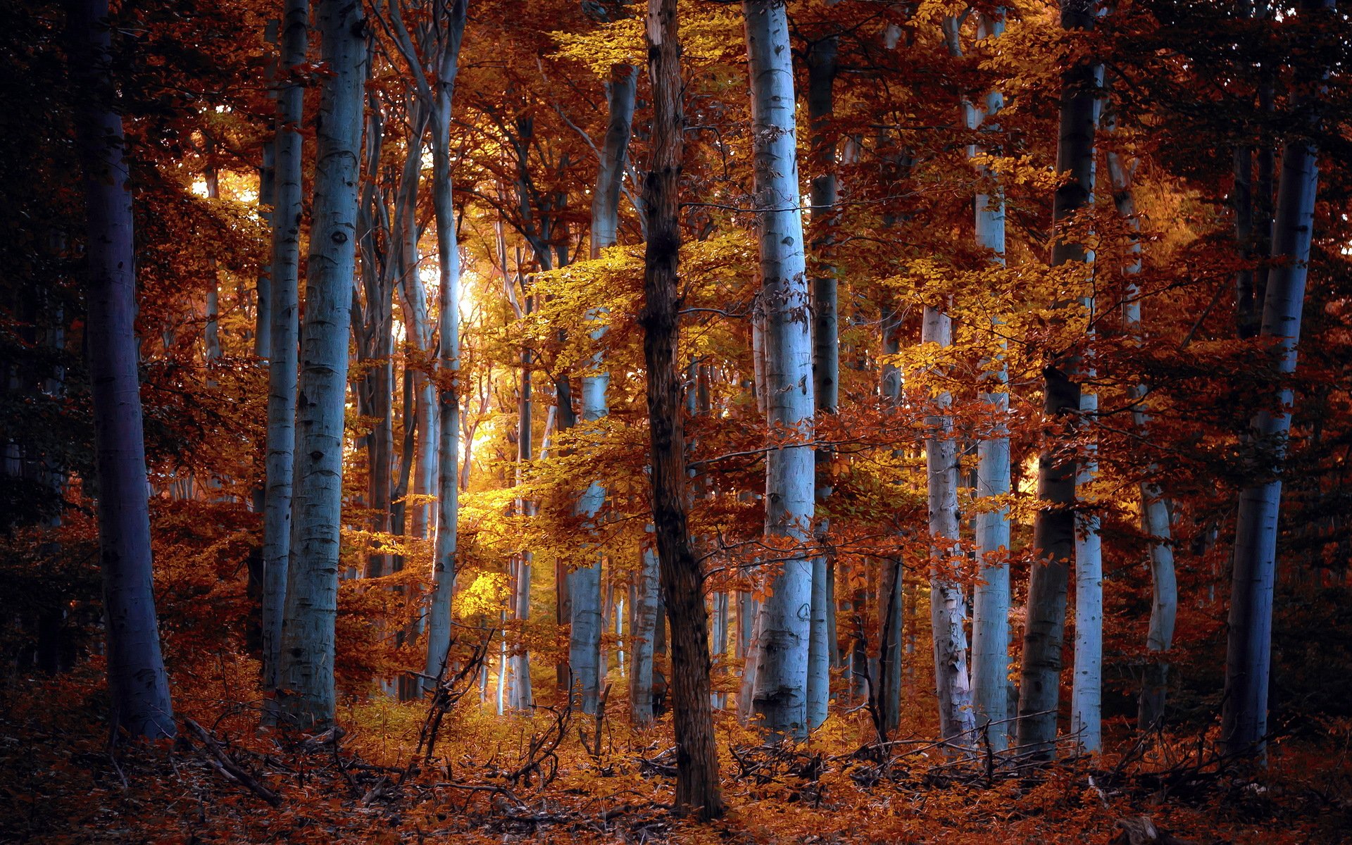 forest autumn nature