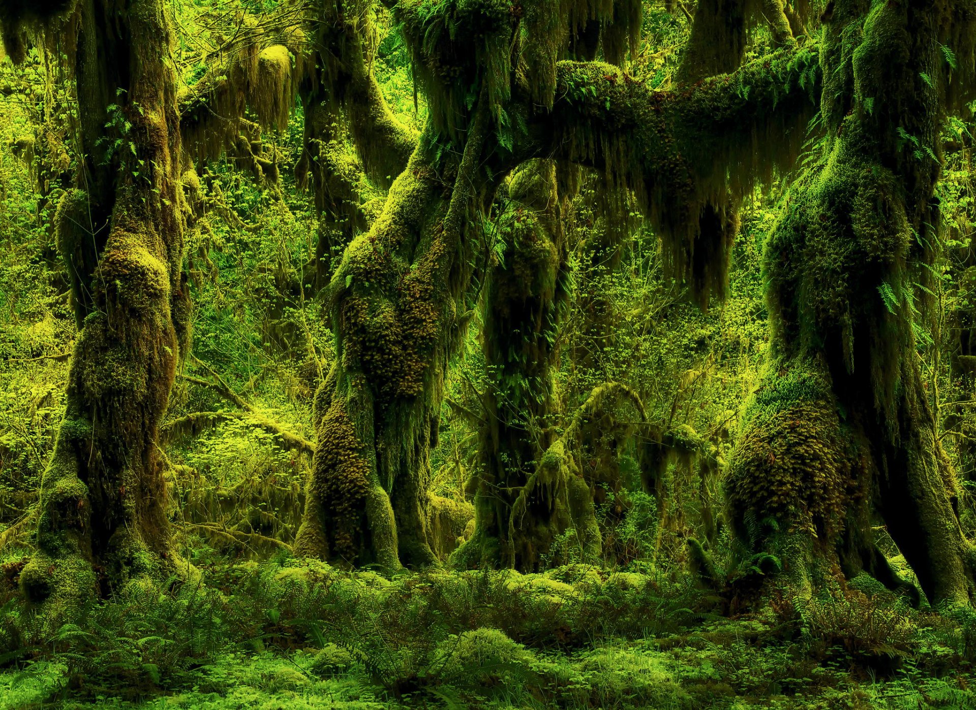 nature forêt fougères arbres mousse plantes verdure