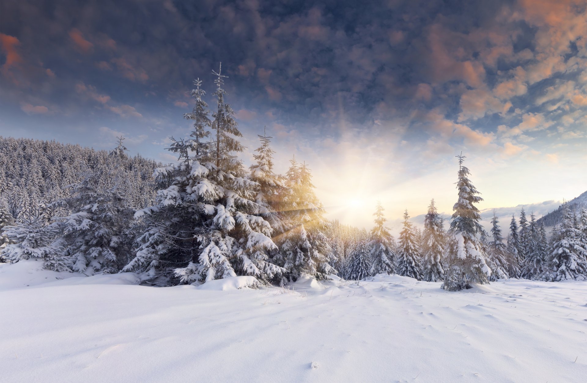 forêt neige hiver soleil aube