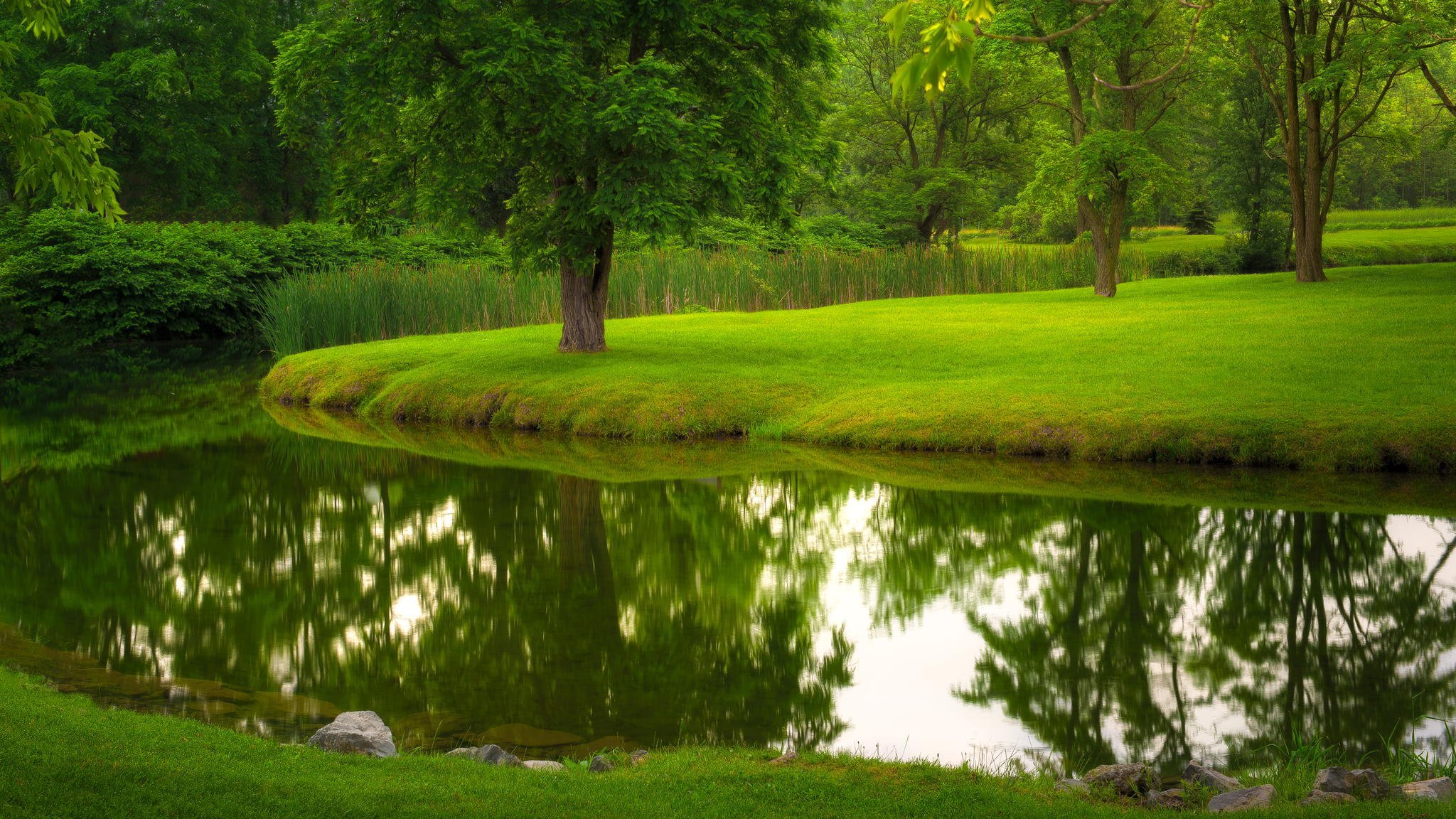 natura rzeka park trawnik trawa drzewa lato