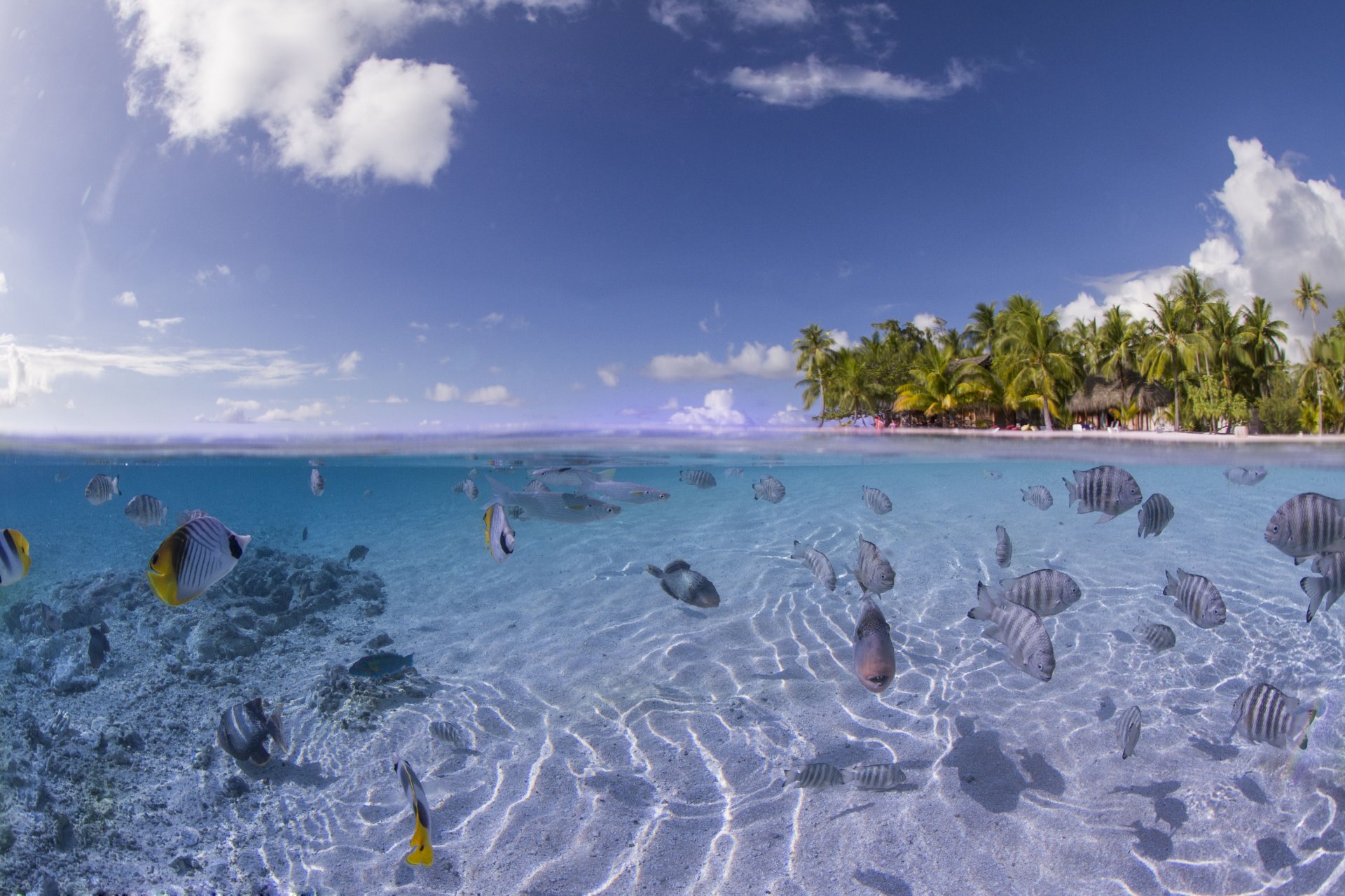 fonds marins coraux poissons noix de coco