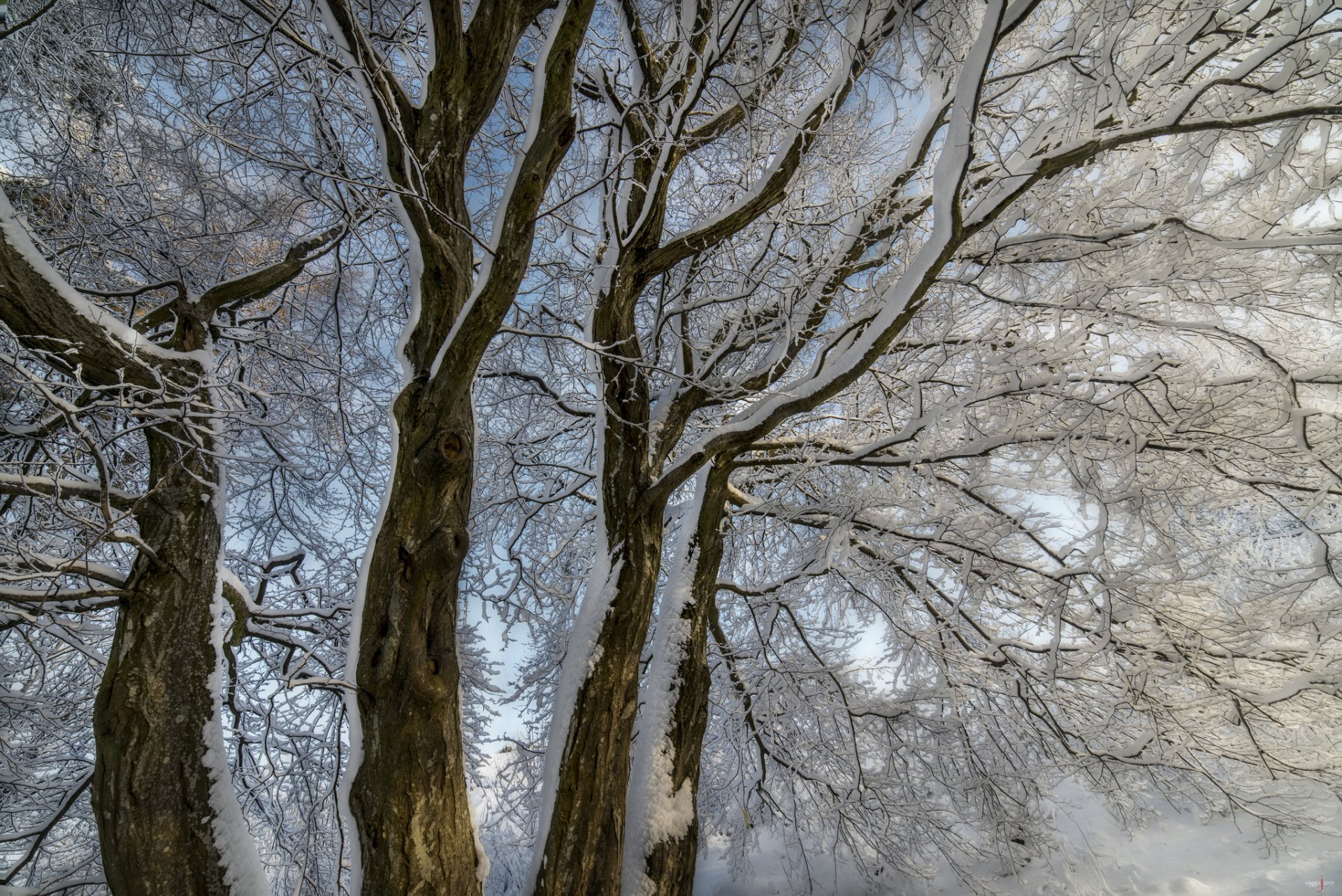 winter tree branches snow