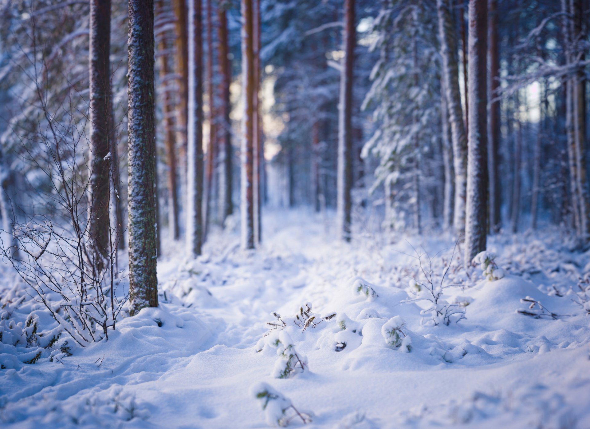 wald winter bäume schnee