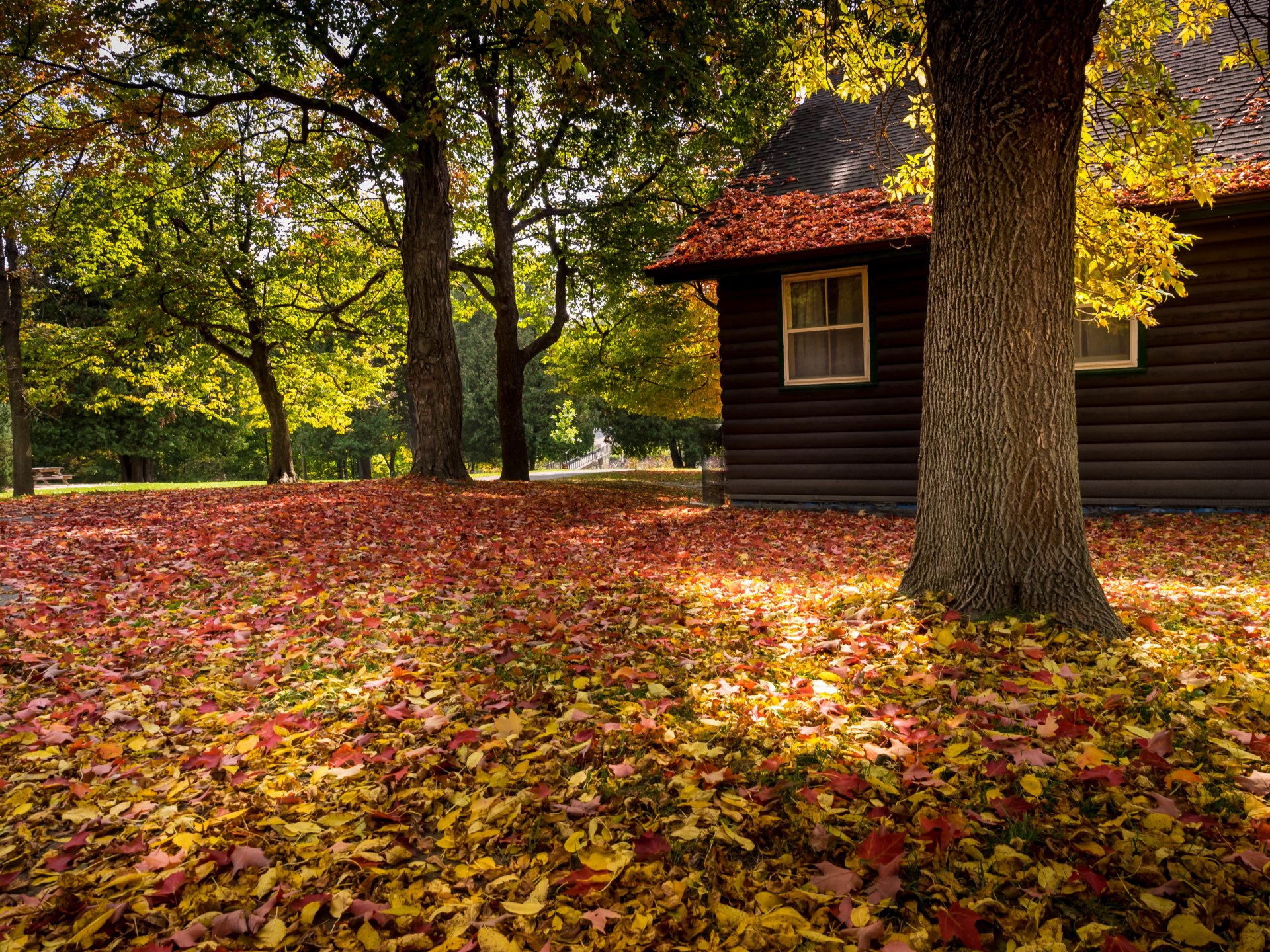 nature house poster forest park trees leaves colorful autumn fall colors walk road