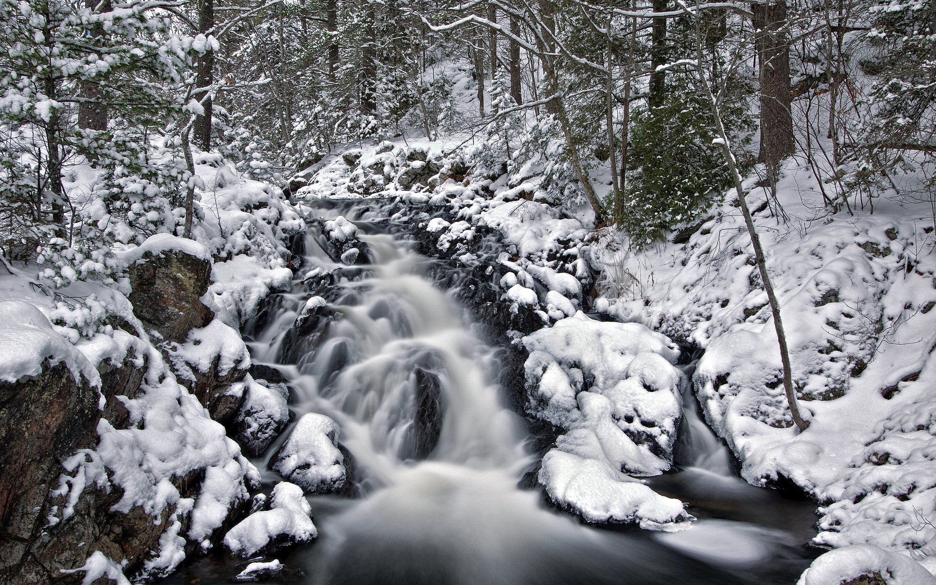 bosque río invierno naturaleza