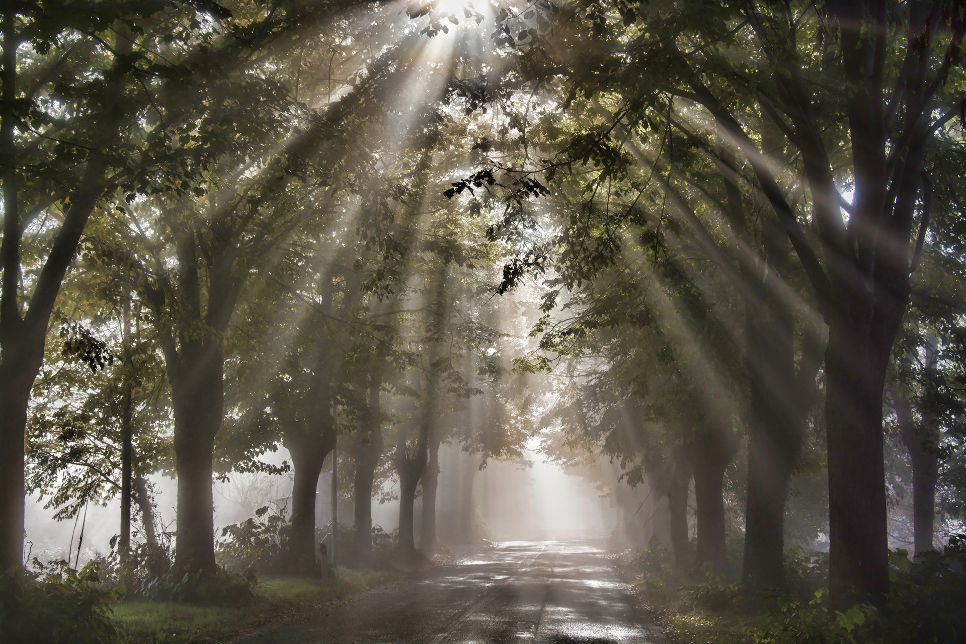 bäume laub natur straße