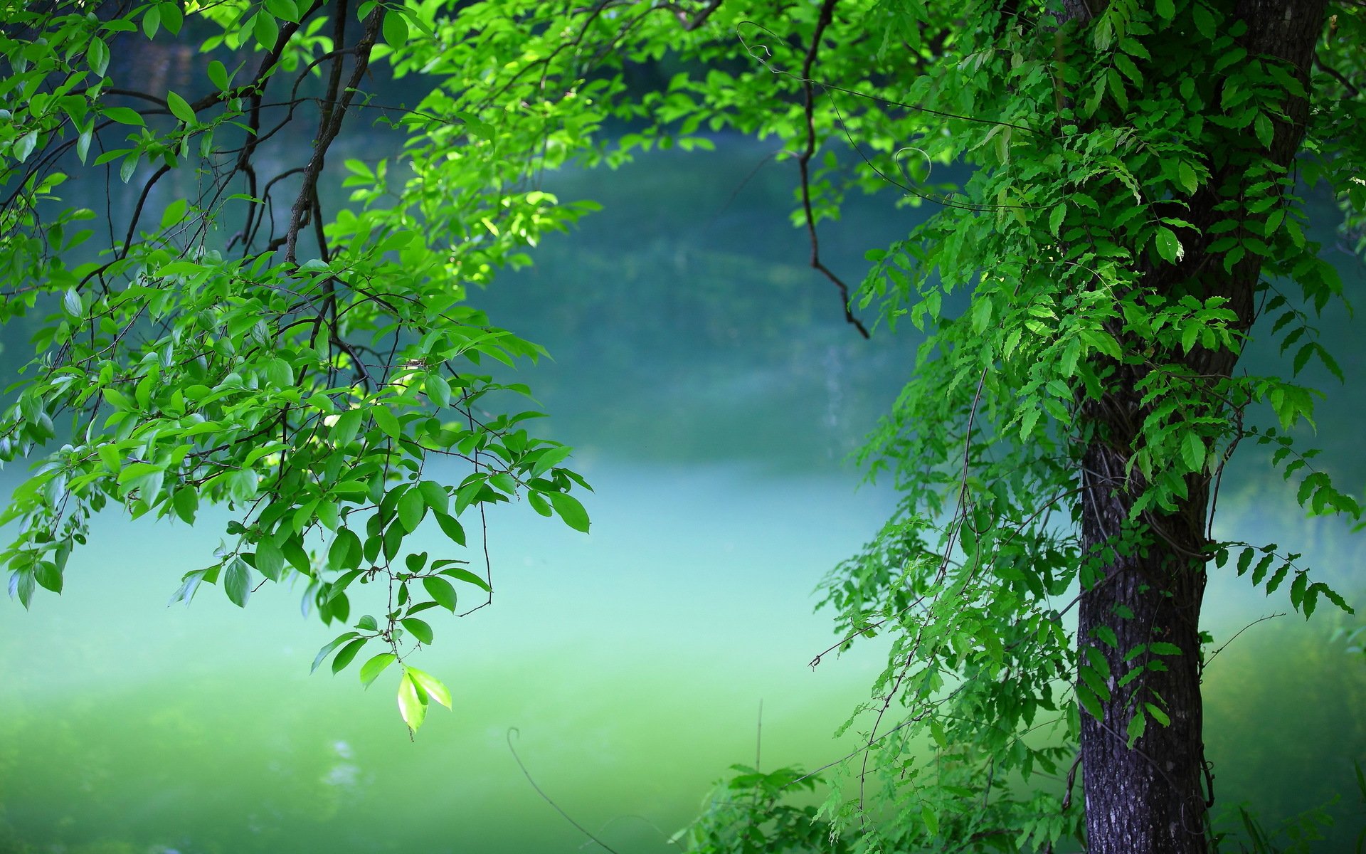 ummer tree branches green