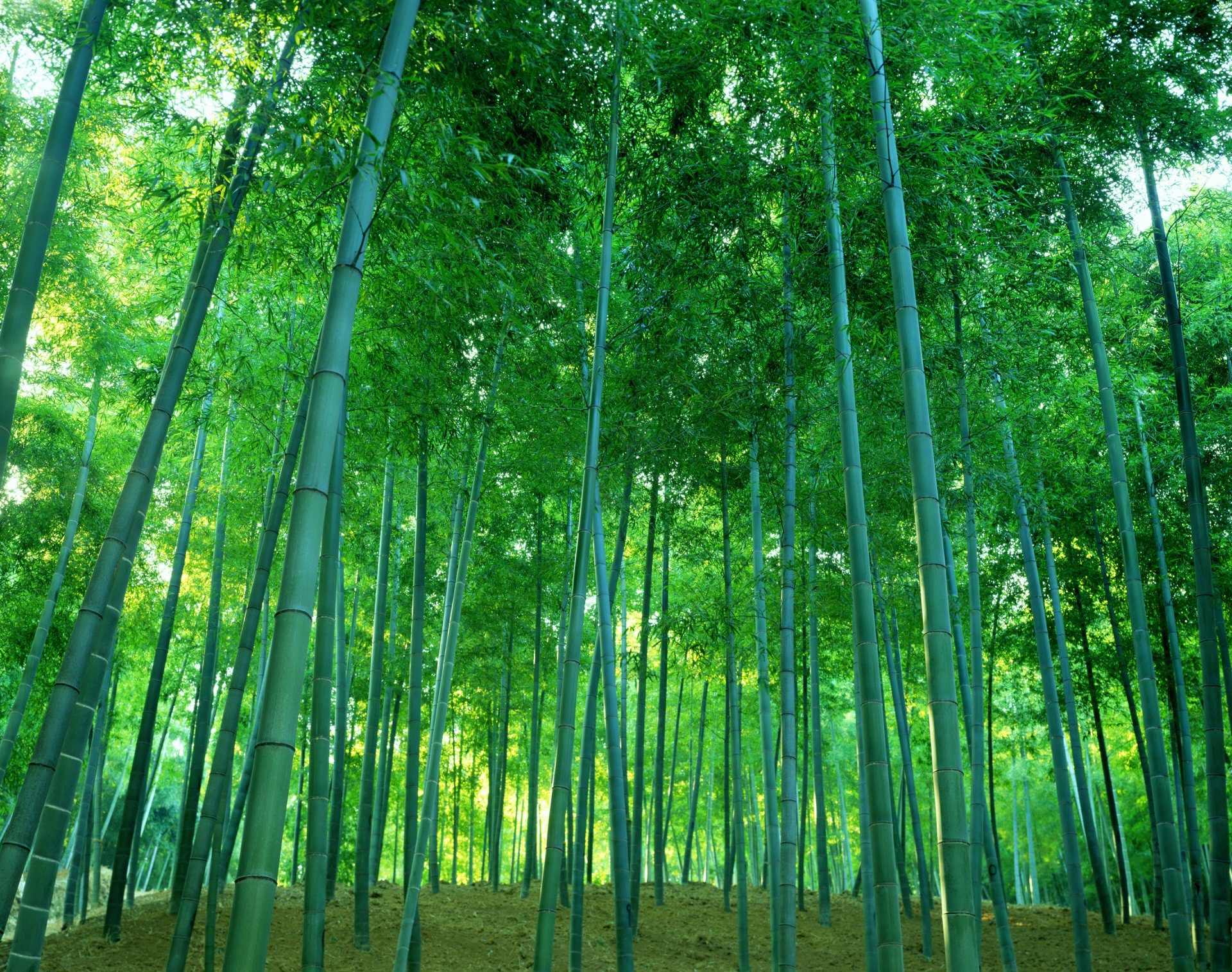 forêt bosquet fourrés bambou