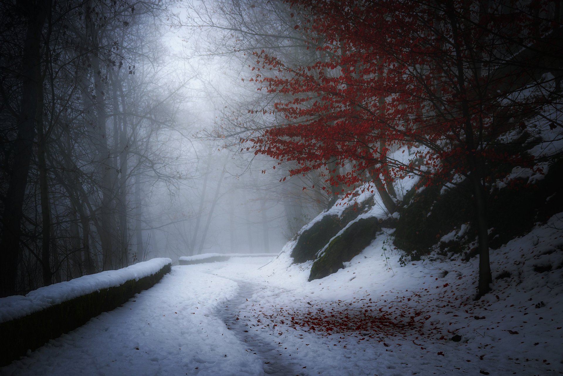 nature hiver automne arbre feuillage rouge neige route brume