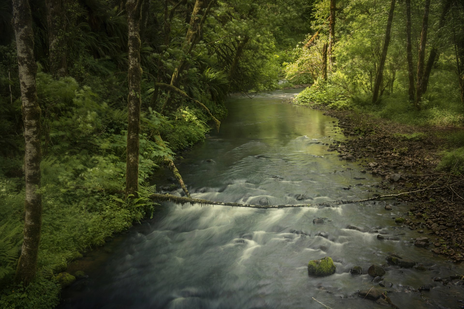 wald bäume fluss fluss