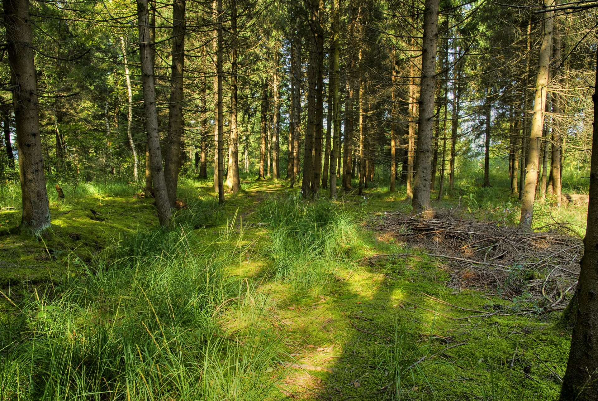 wald bäume gras sommer