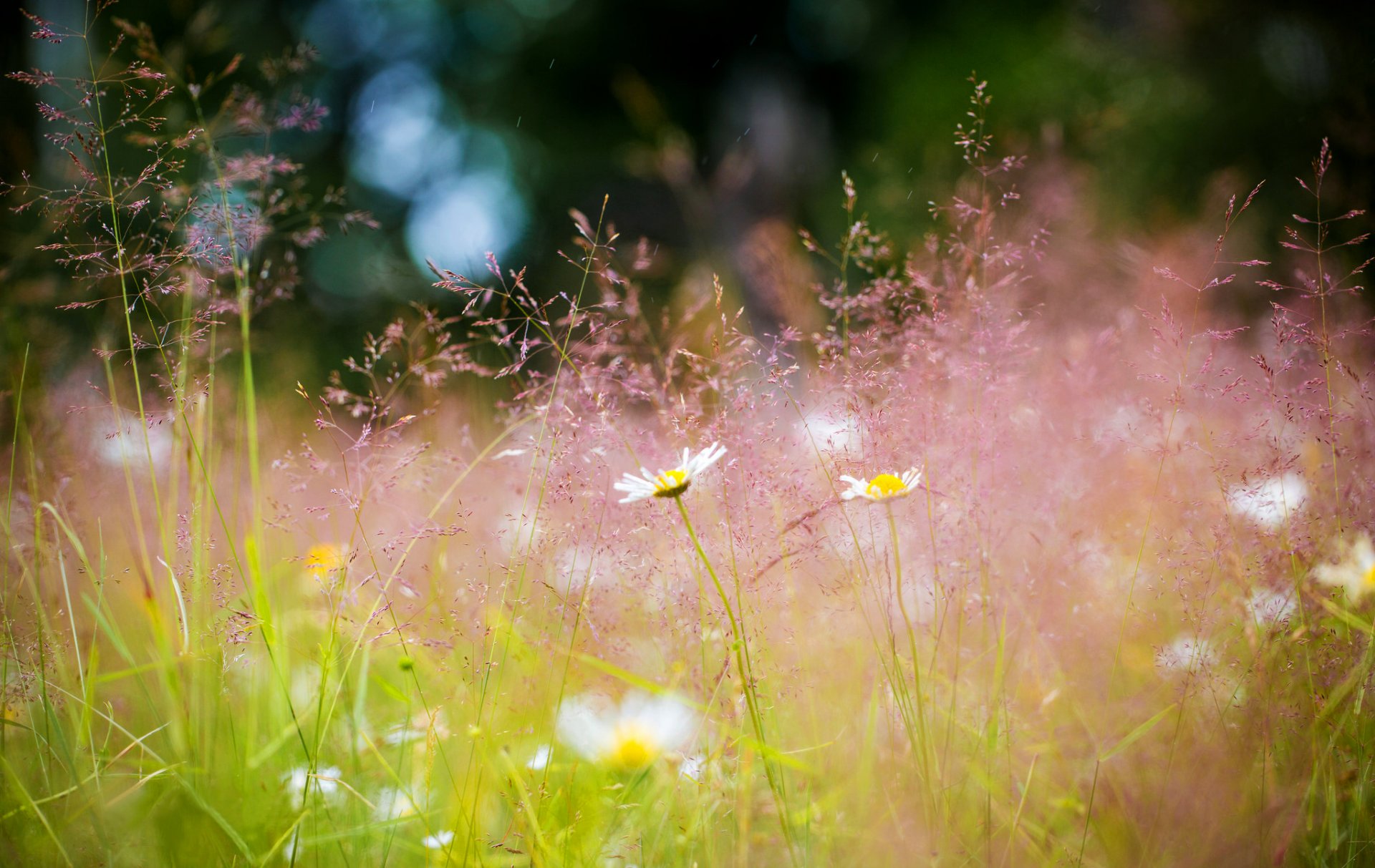 meadow grass chamomile flower summer bokeh nature