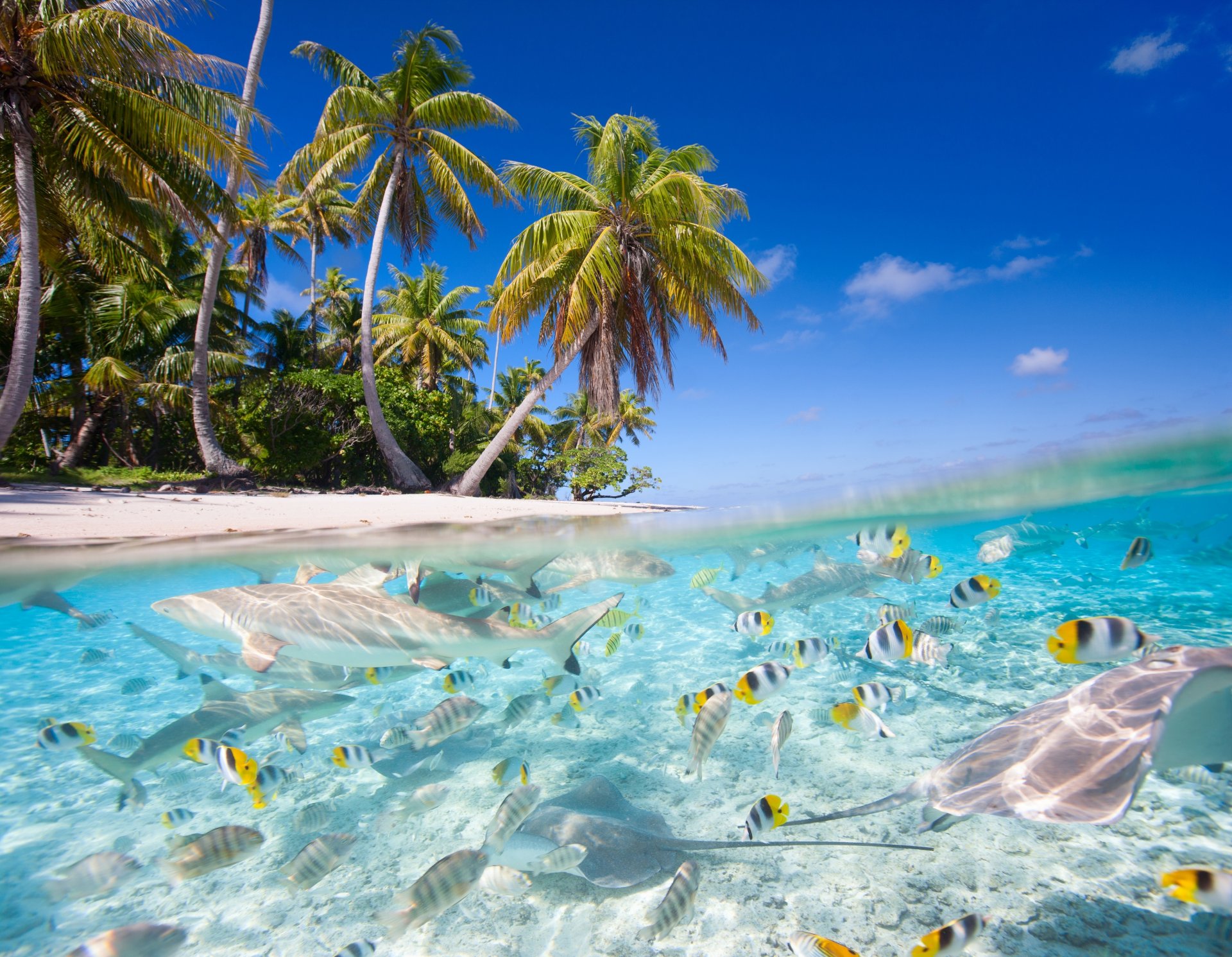 nature tropics sea beach palm fish shark