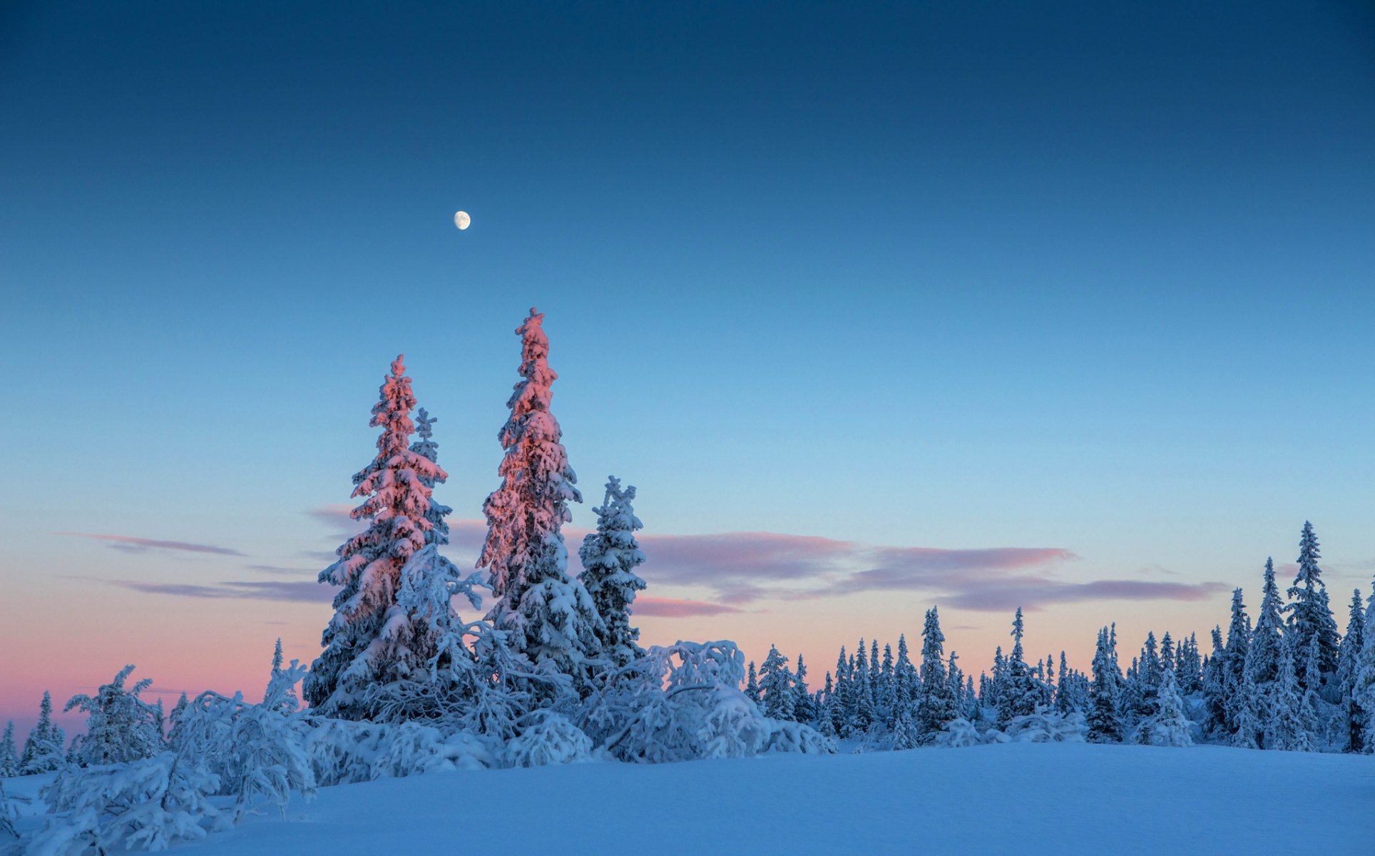 ky night moon forest winter tree snow