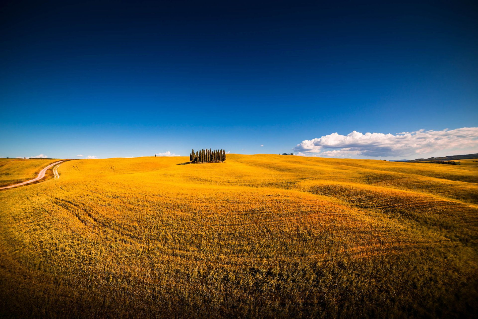 san chirico d orcia siena włochy montalcino pole lato drzewa niebo natura