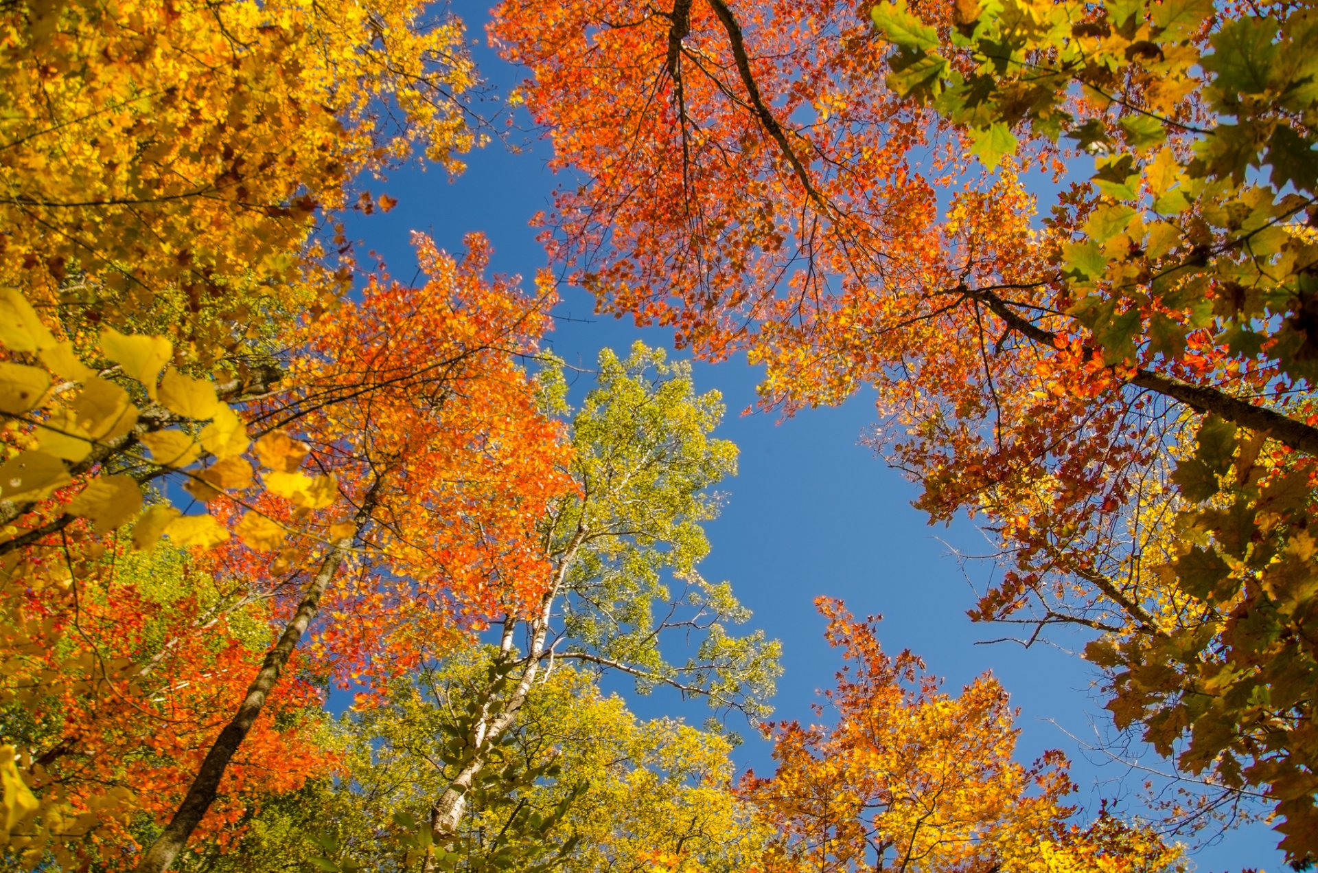 himmel bäume blätter krone herbst