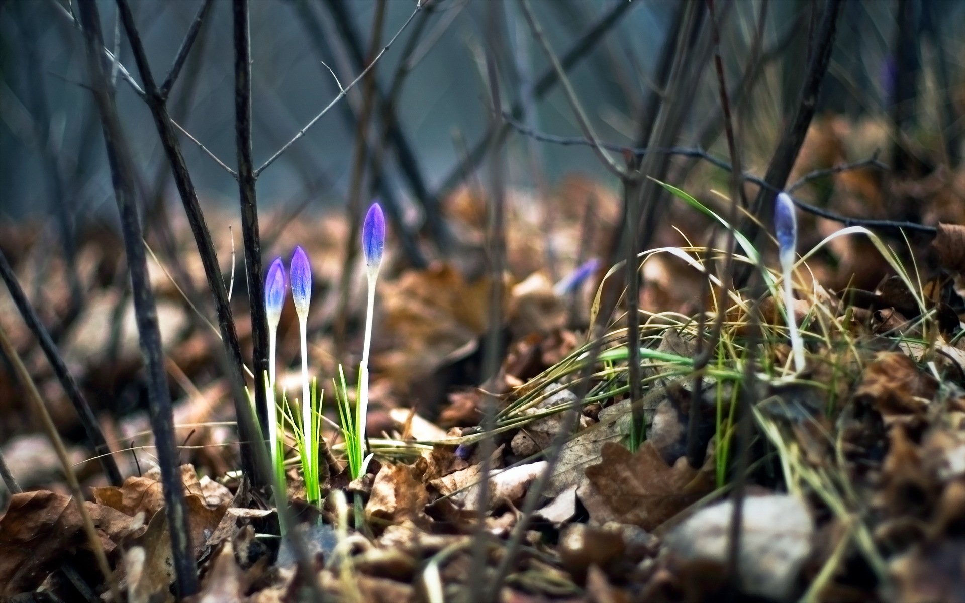 frühling blumen natur