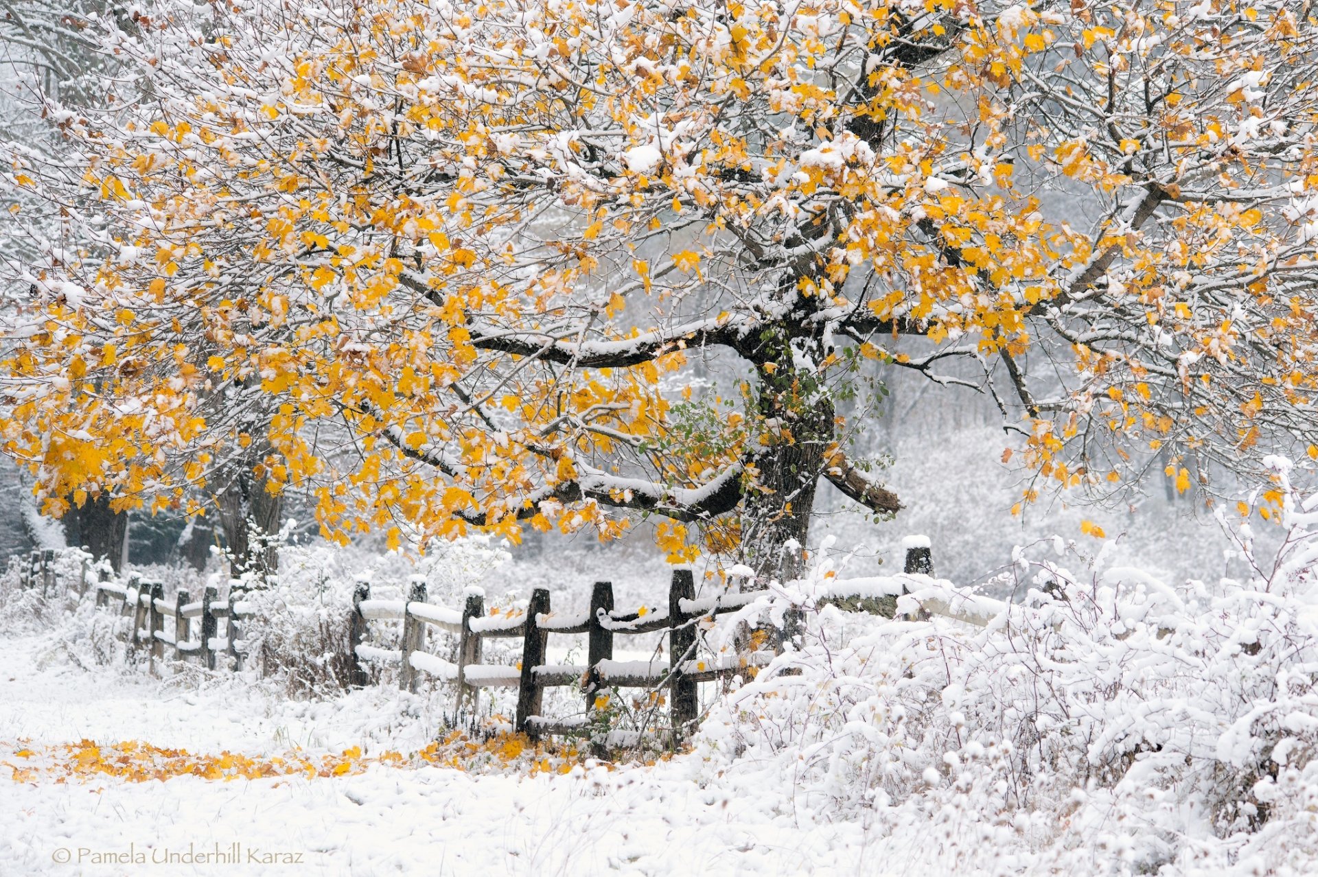 nature hiver automne arbre neige clôture