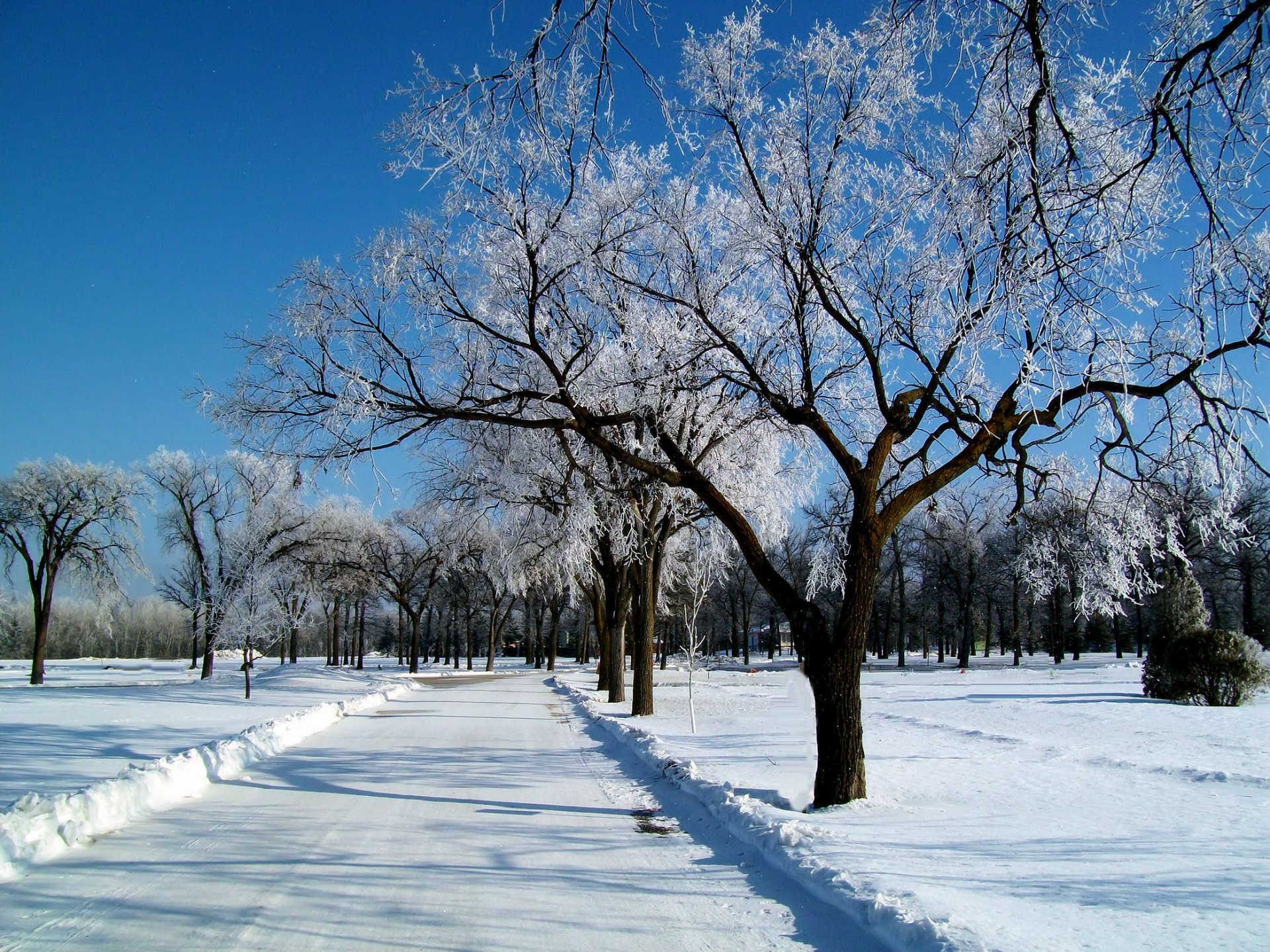 ciel hiver neige gel route paysage arbres givre