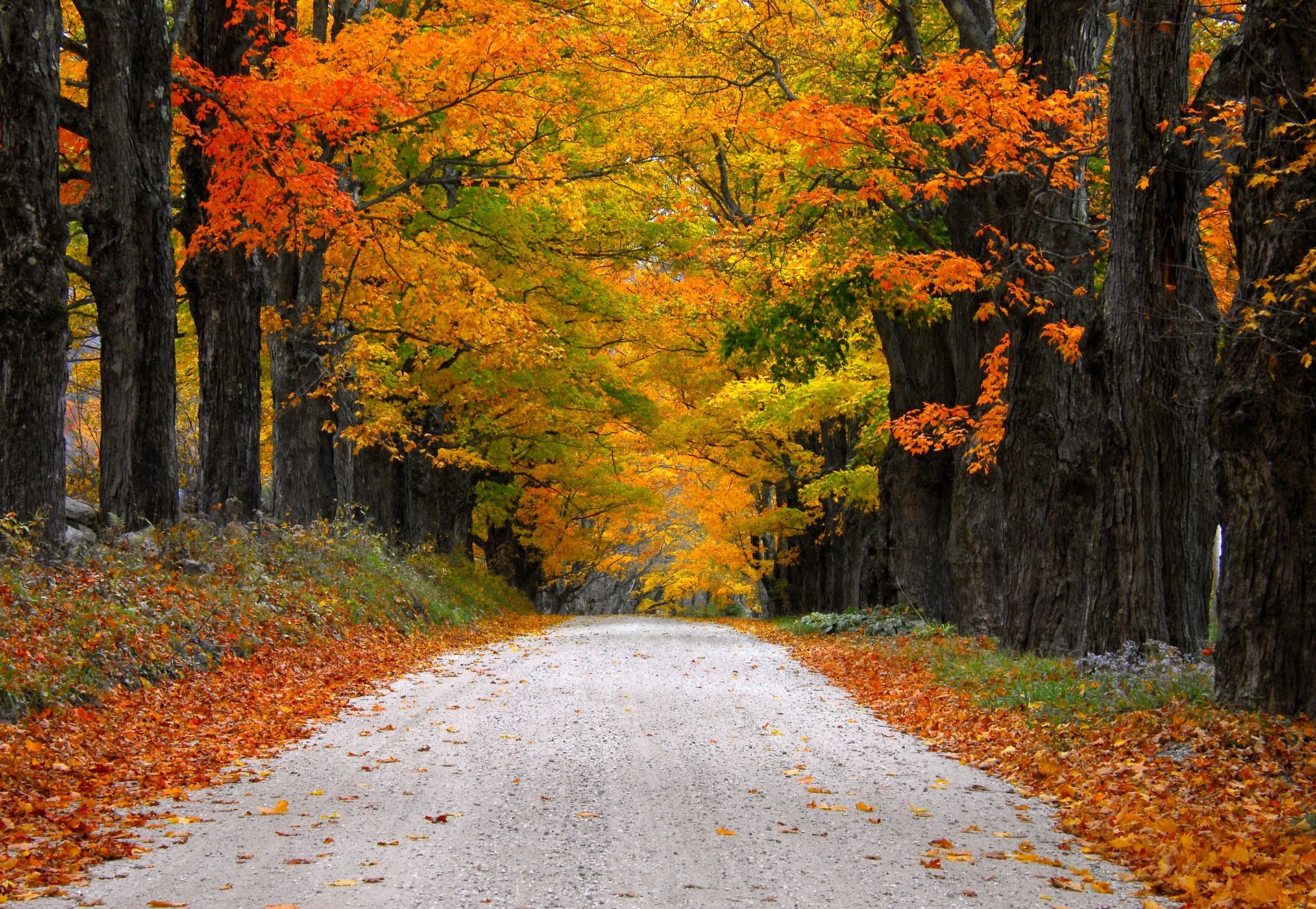 natur bäume berg blätter bunt straße herbst herbst farben zu fuß