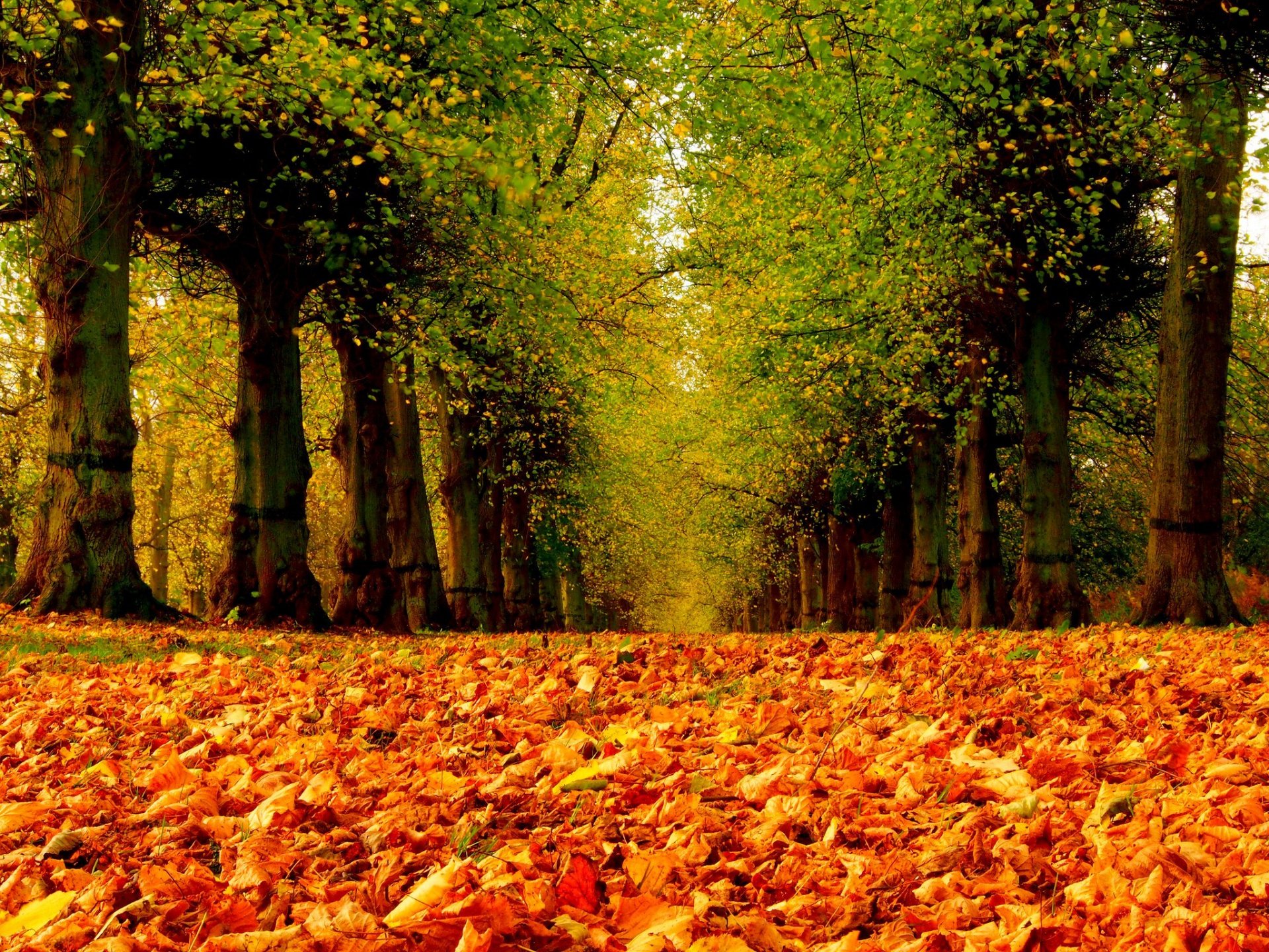 naturaleza bosque parque árboles hojas colorido camino otoño caída colores paseo