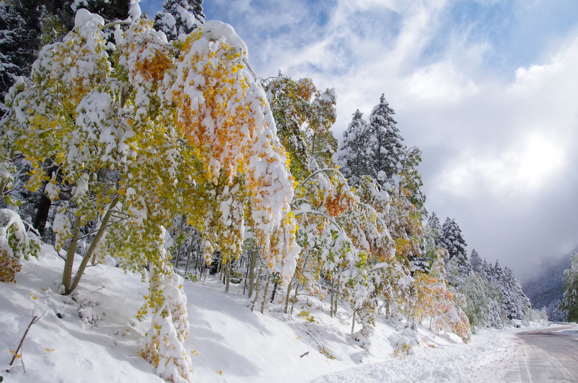 himmel wolken straße herbst winter schnee bäume blätter