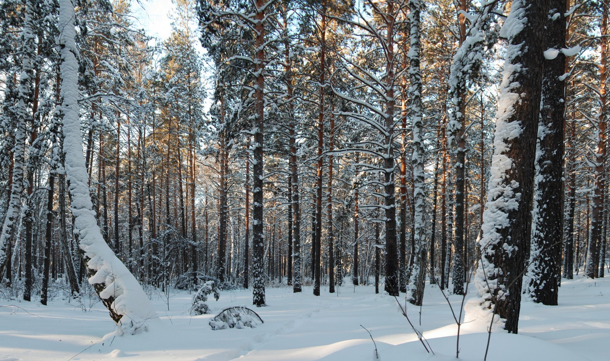 foresta alberi neve natura foto