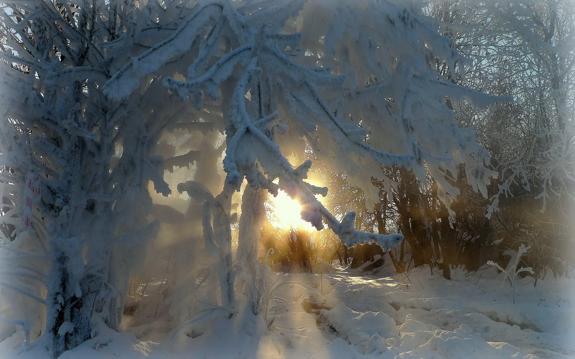 rami alberi inverno brina bellezza raggi