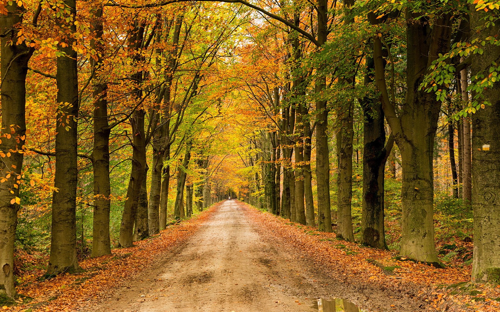 herbst straße landschaft